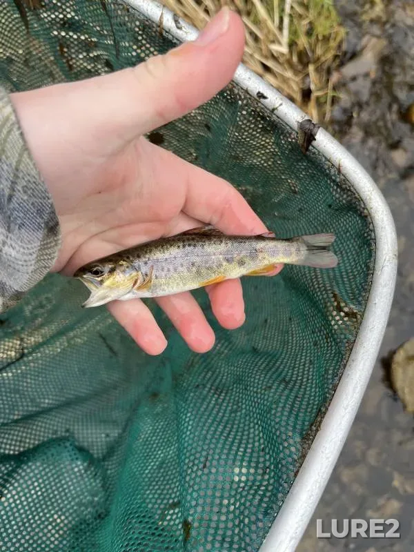 Brown trout — New Jersey, Hunterdon County, Sep 28, 2018