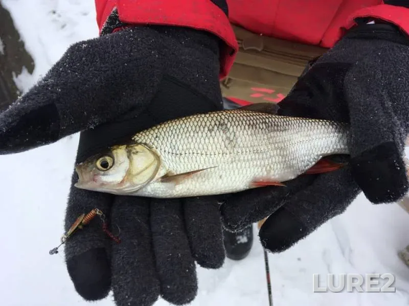 Asp — Voronezh, Jan 27, 2019