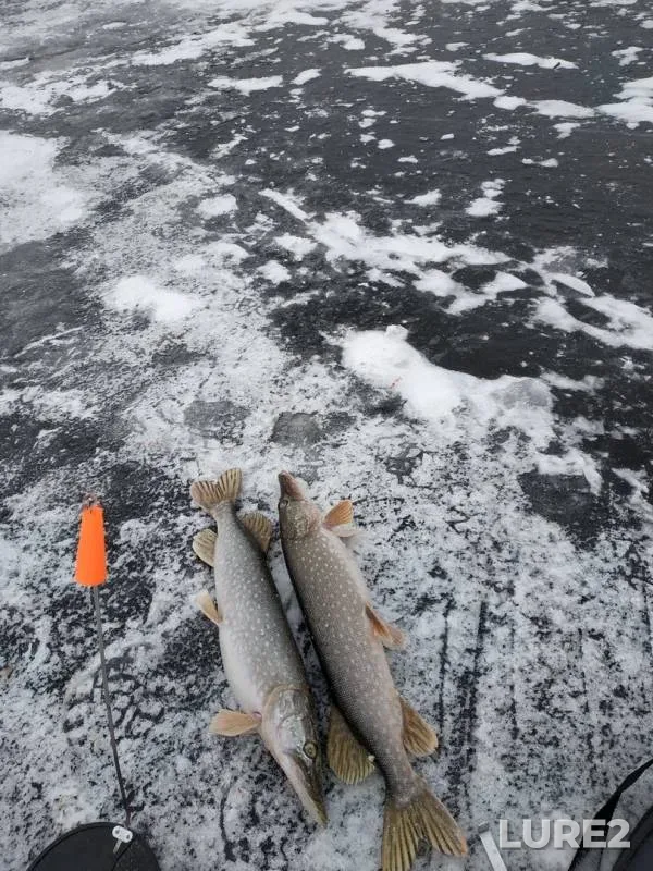 Pike, Roach — Bolshoy Irgiz, Nov 25, 2018