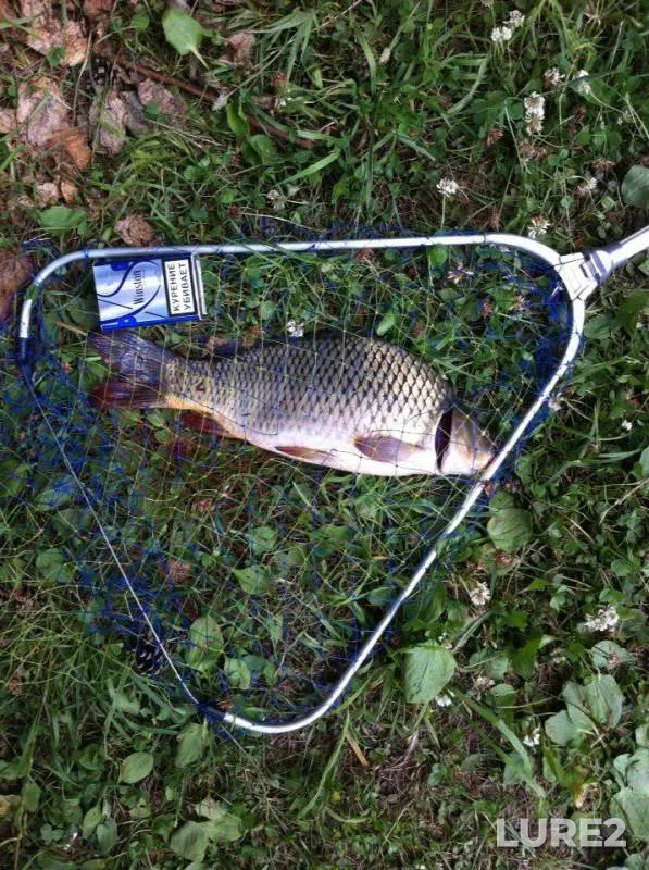 Carp — Pechet, Jul 22, 2017