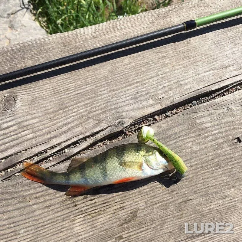 Perch — Koryushka, May 27, 2018