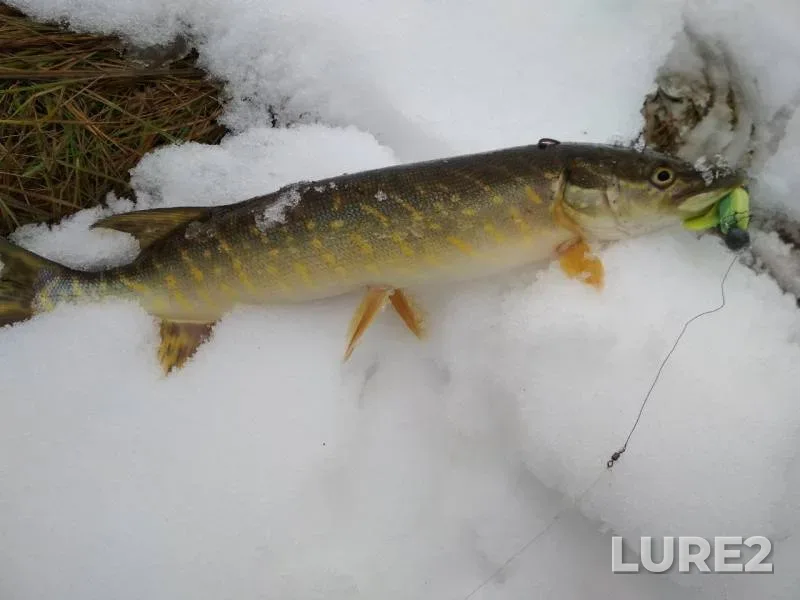 Pike — Obolyanka, Jan 05, 2018