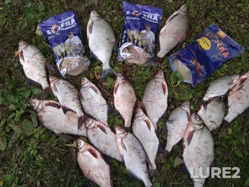 Bream — Samara, Aug 11, 2019