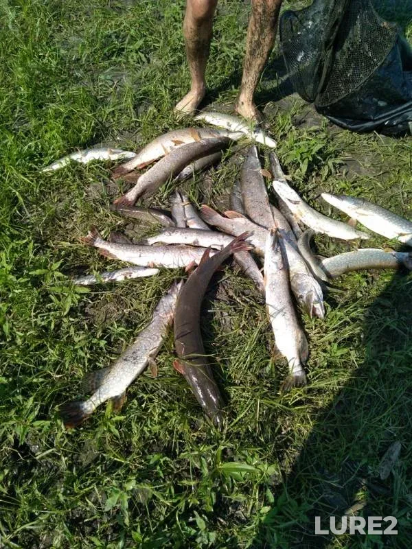 Pike — Samarskaya oblast, Jun 13, 2019
