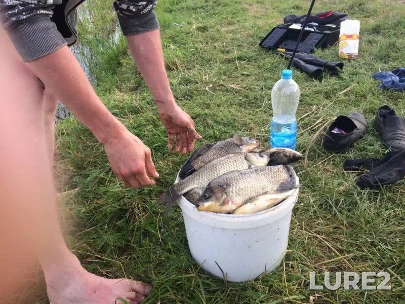 Carp — Pechet, Jul 17, 2017