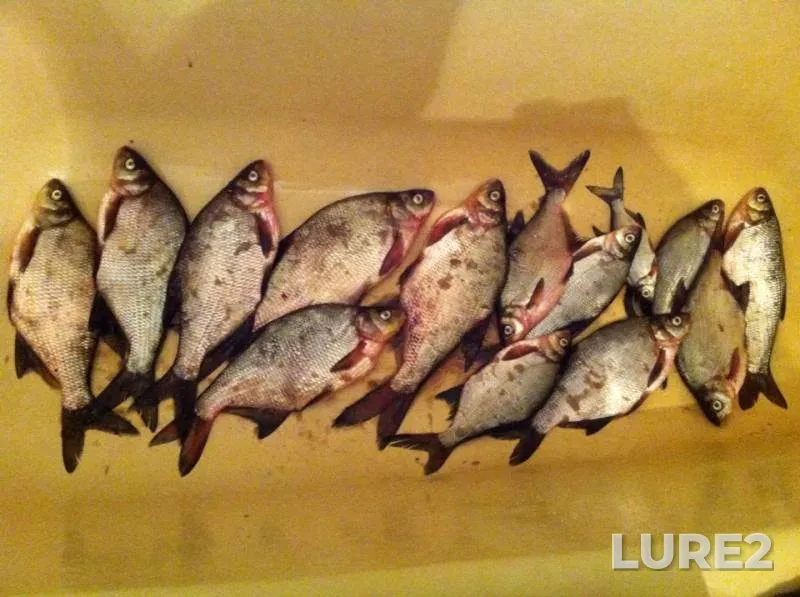Bream — Volga, Jun 11, 2019