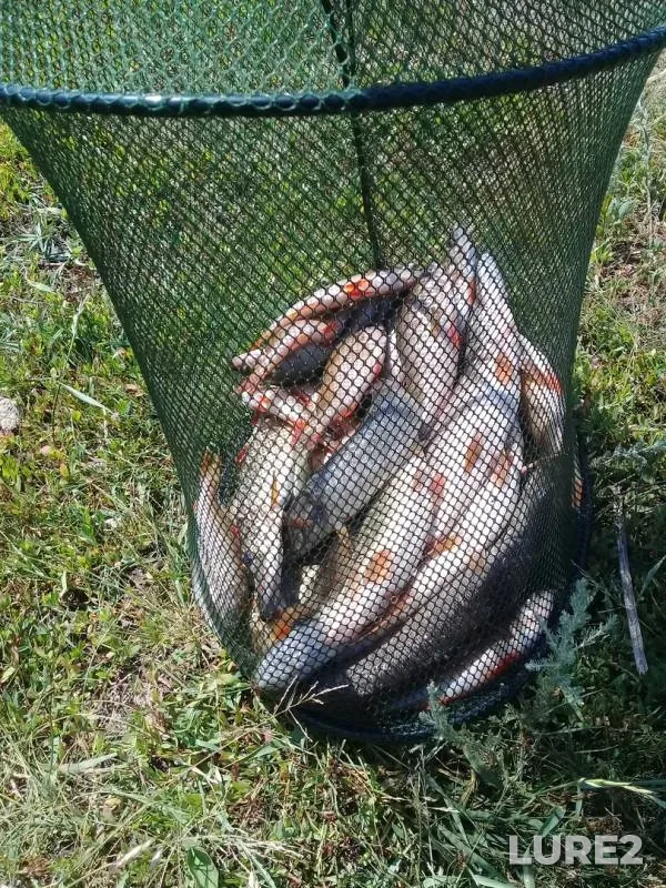Perch, Pike — Bolsheglushitskoye, May 15, 2019