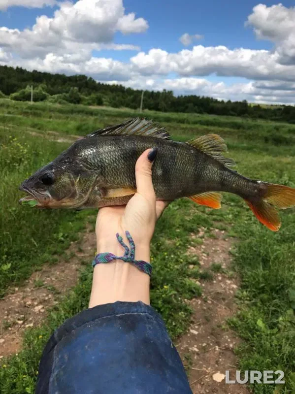 Perch — Pechet, Jul 07, 2017