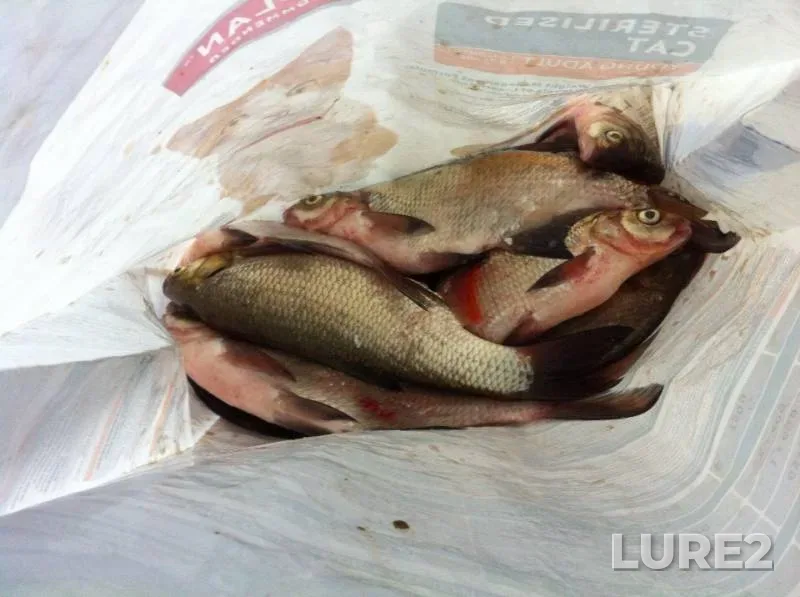 Bream — Volga, Aug 30, 2018