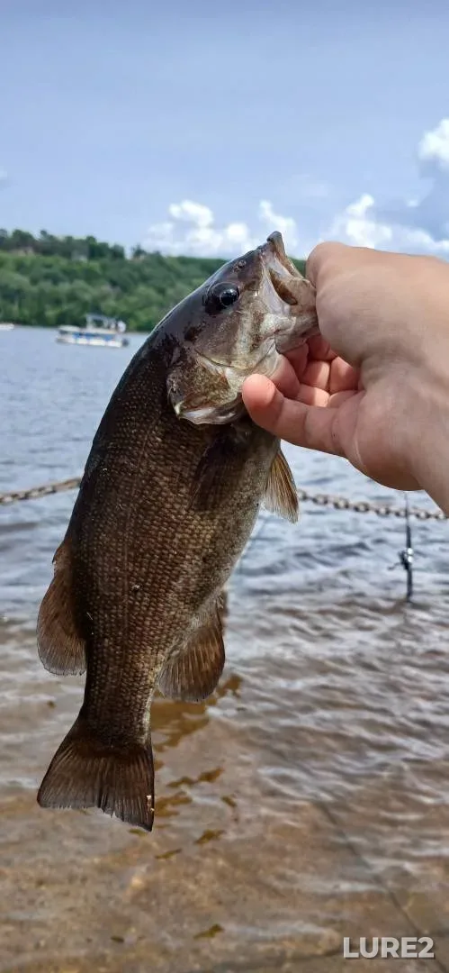 Smallmouth bass — Minnesota, Sep 24, 2018