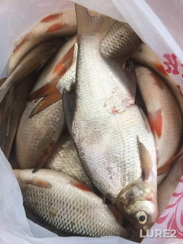 Roach, White bream — Volga, Jul 07, 2018