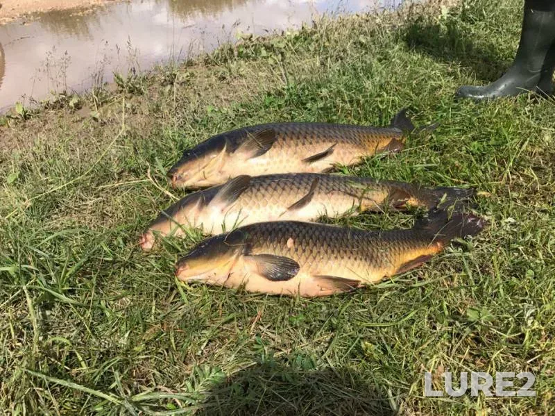 Carp — Pechet, Jul 04, 2017