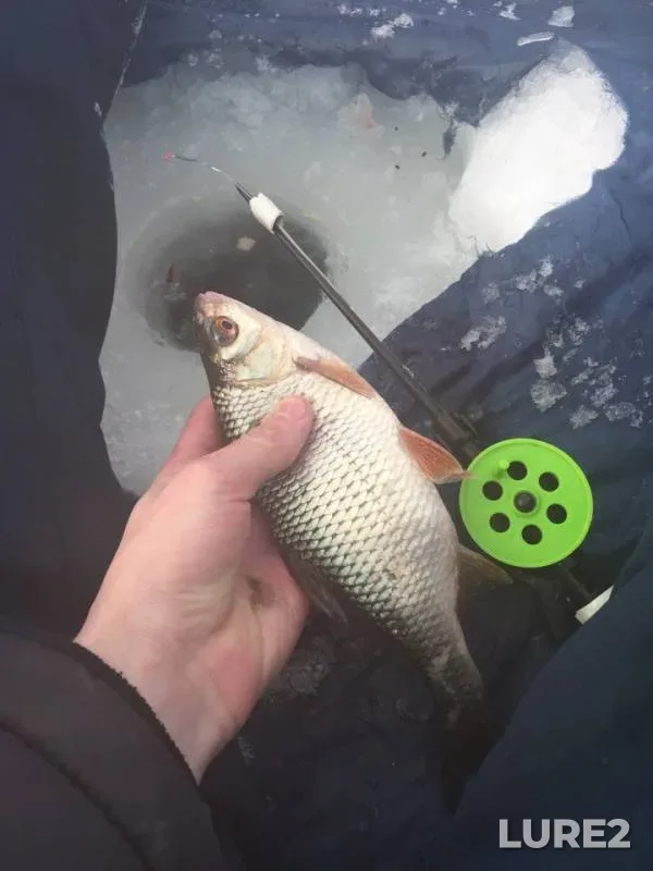 Roach — Lebyazhye, Mar 18, 2018