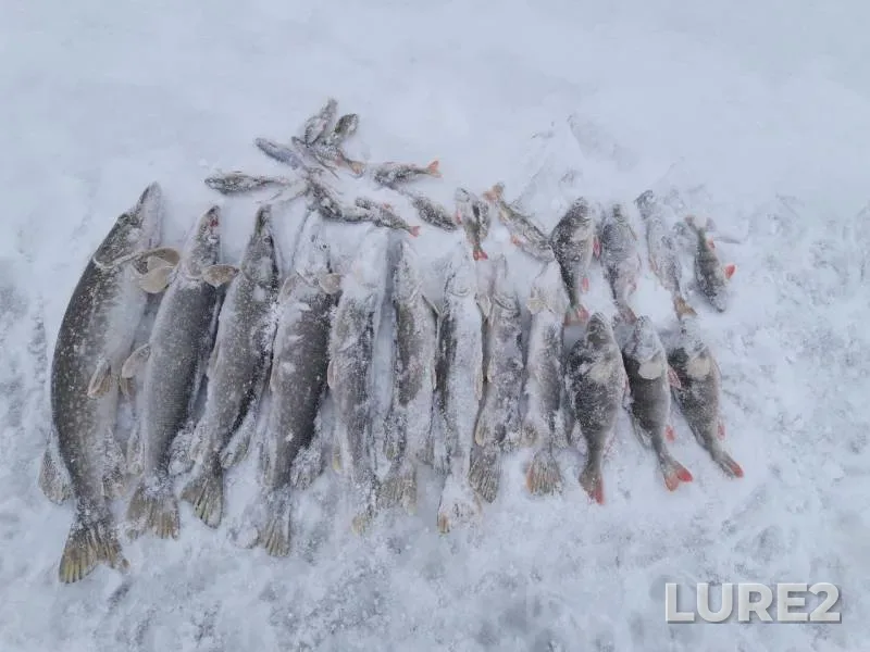 Perch, Pike — Bolshaya Vyazovka, Jan 13, 2018
