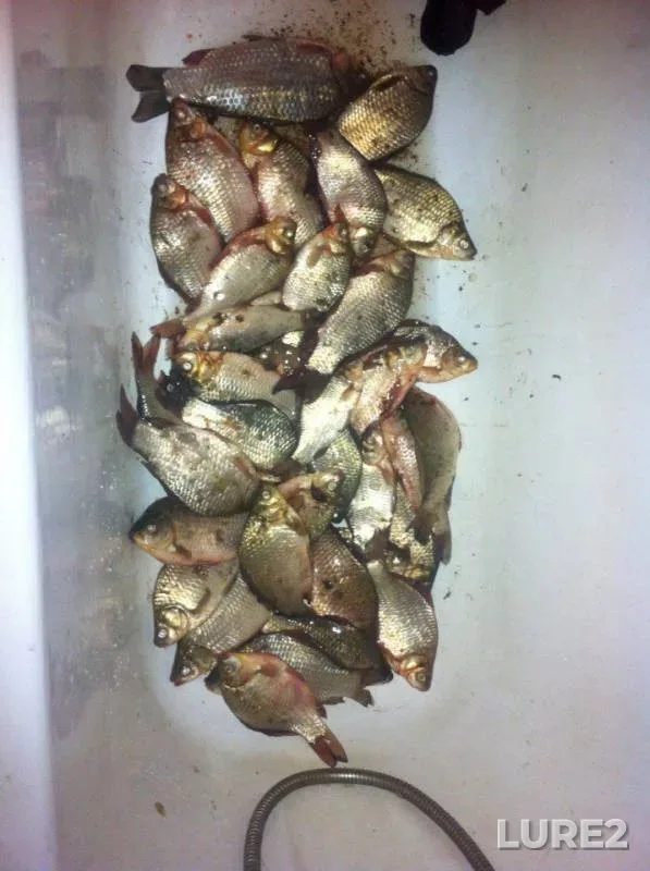 Crucian carp — Pechet, Jul 03, 2017