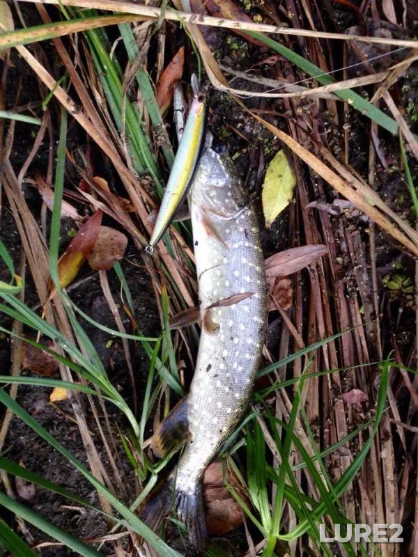 Perch, Pike — yerik Sukhaya Sarma, Sep 23, 2017