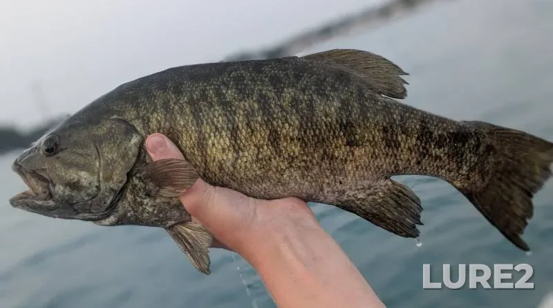 Smallmouth bass — Michigan, Saint Clair County, Sep 20, 2018