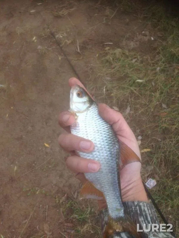 Chub, Roach — Padovskiy Karyer, Sep 09, 2017