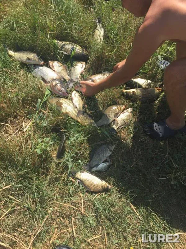 Carp, Crucian carp — Karalyk, Aug 28, 2017