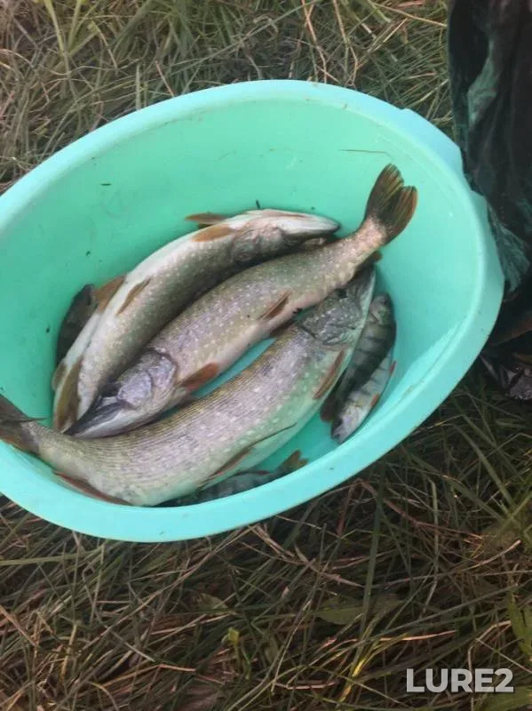 Perch, Pike — Kalmanka, Aug 20, 2017