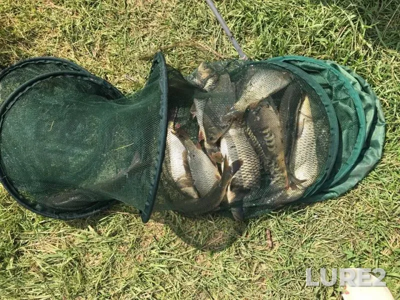 Carp — Pechet, Jul 19, 2018