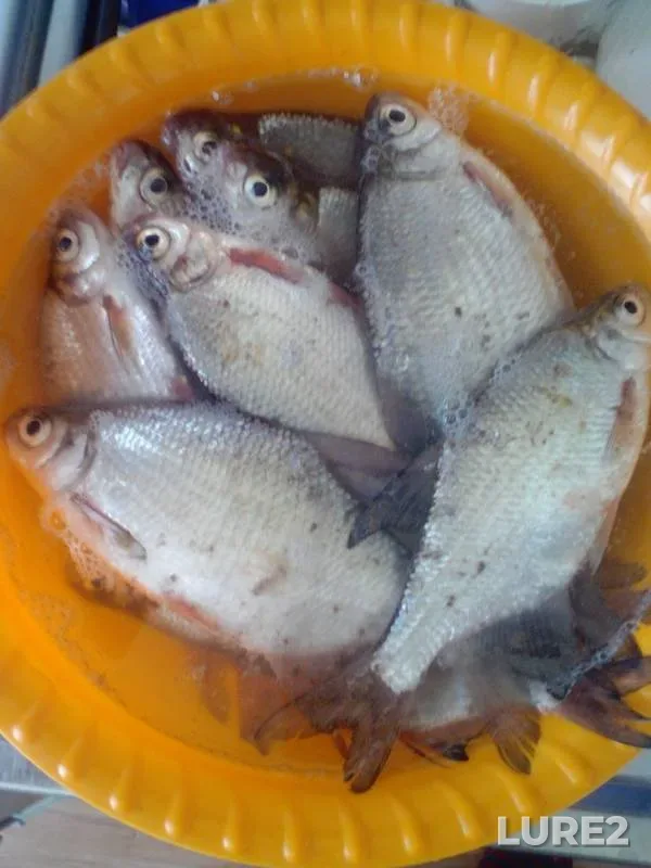 White bream — Kostylevo, Jun 26, 2017