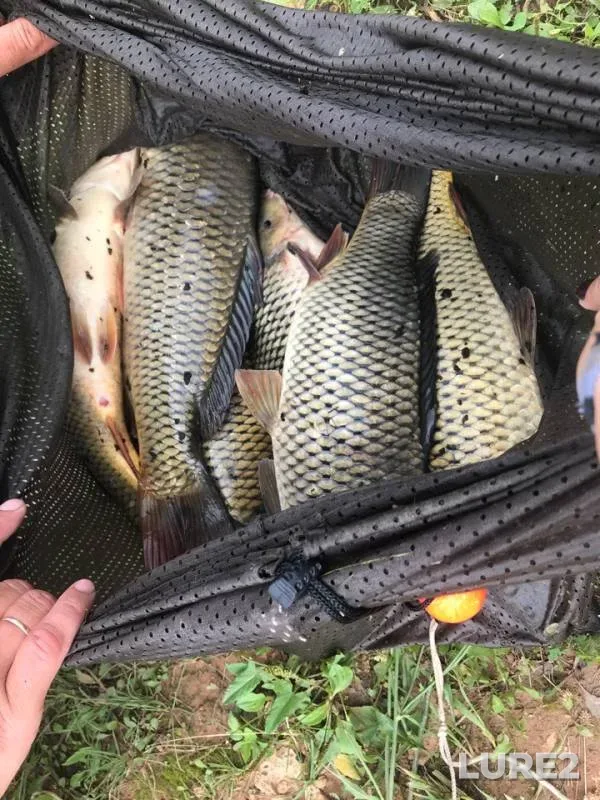 Carp — Pechet, Jul 20, 2018
