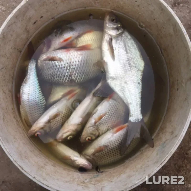 Bream, Roach — Volga, May 20, 2017