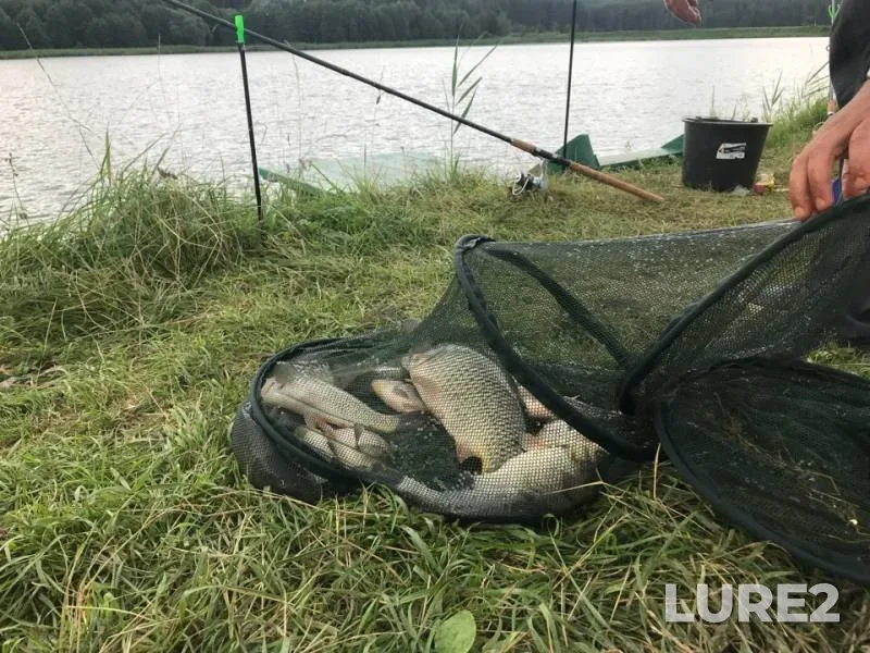 Carp — Pechet, Jul 22, 2018