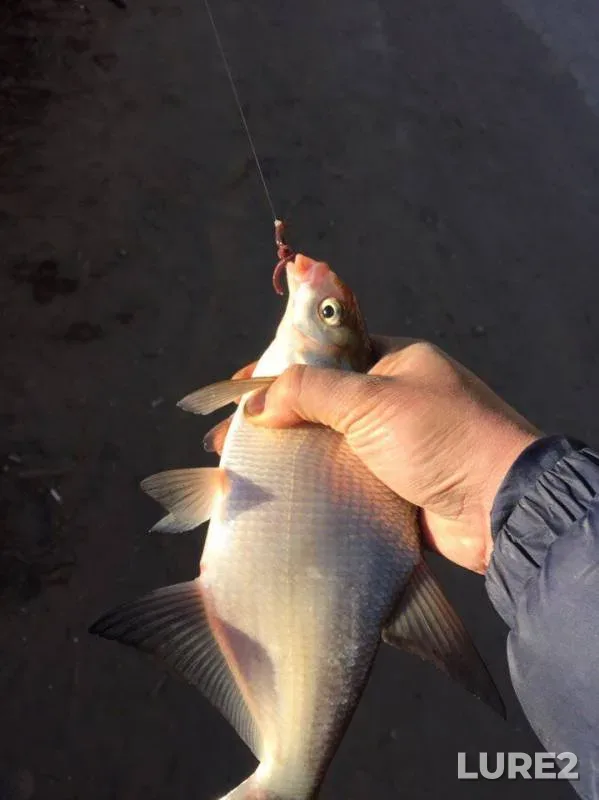 Bream, Roach — Volga, May 07, 2017