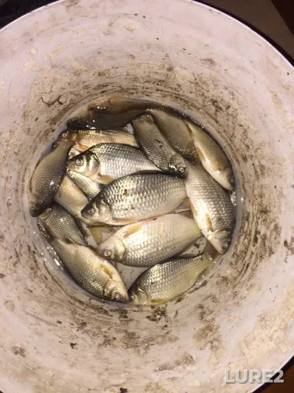 Crucian carp — Bolshoy Tolkay, May 02, 2017