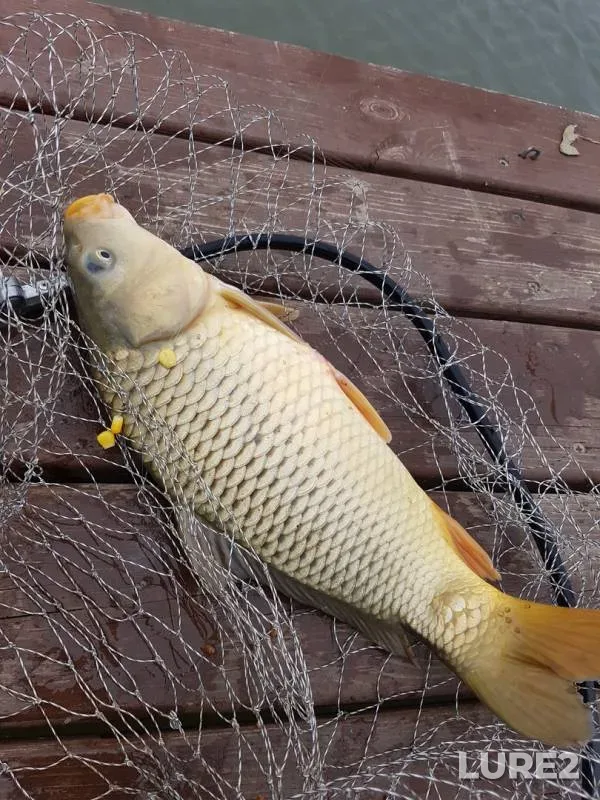 Carp — Kuybyshevskoye, Apr 12, 2017