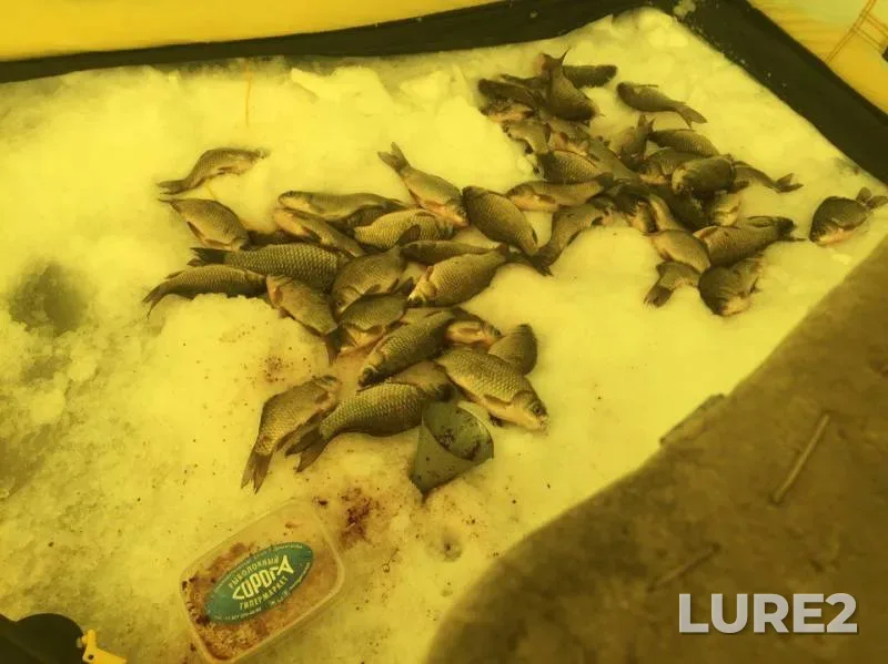 Crucian carp — Samarskaya oblast, Krasnoyarskiy rayon, Feb 04, 2017