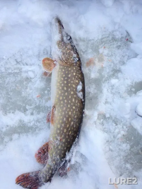 Pike — Bolshoye Matveyevskoye, Jan 04, 2017