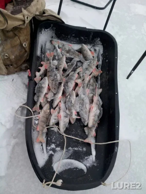Perch — Staryy Mokrets, Dec 07, 2016
