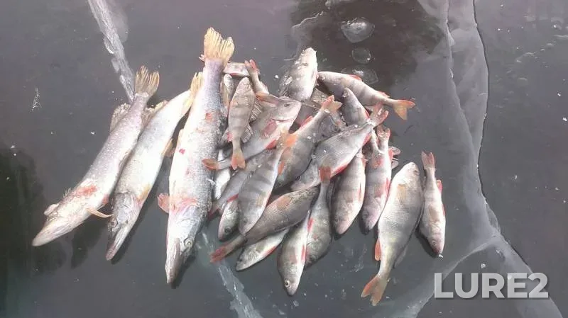 Perch, Pike — Sok, Nov 28, 2016