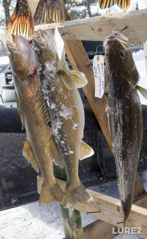 Walleye — Lac Courte Oreilles, Sep 15, 2018