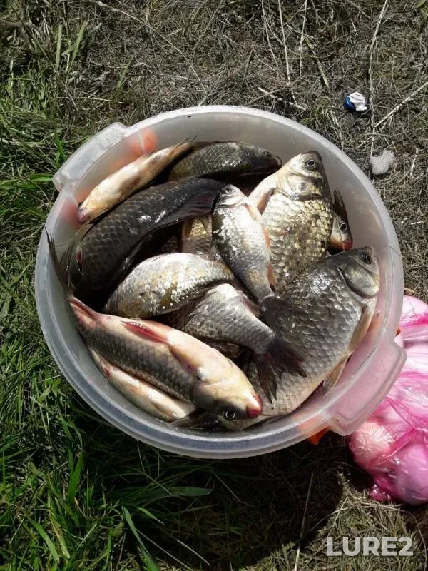Crucian carp — Omskaya oblast, Sargatskiy rayon, Jul 01, 2019