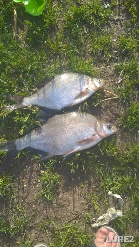 Bream — Moskva, May 20, 2019