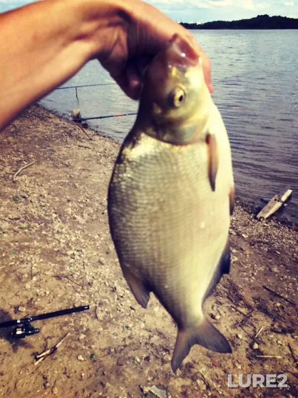 Bream — Irtysh, Jun 16, 2018