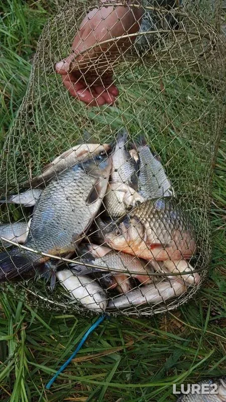 Carp, Crucian carp — Pechet, Aug 16, 2018