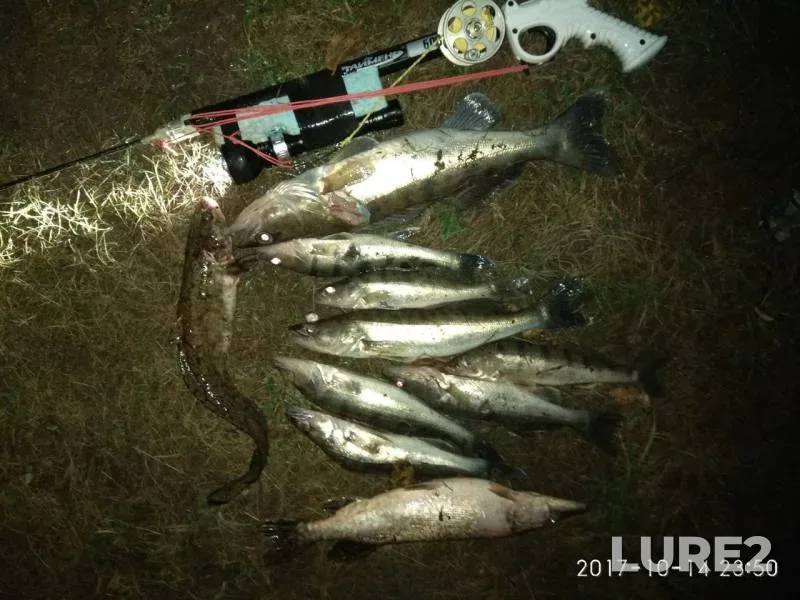 Burbot, Pike — Alferovka, Nov 04, 2017