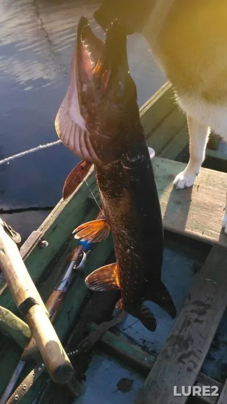 Perch, Pike — Vikhtimyoki, Oct 21, 2017