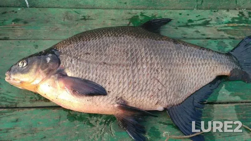 Bream — Irsta, May 22, 2017