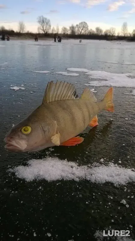Perch — Ild, Jan 23, 2017