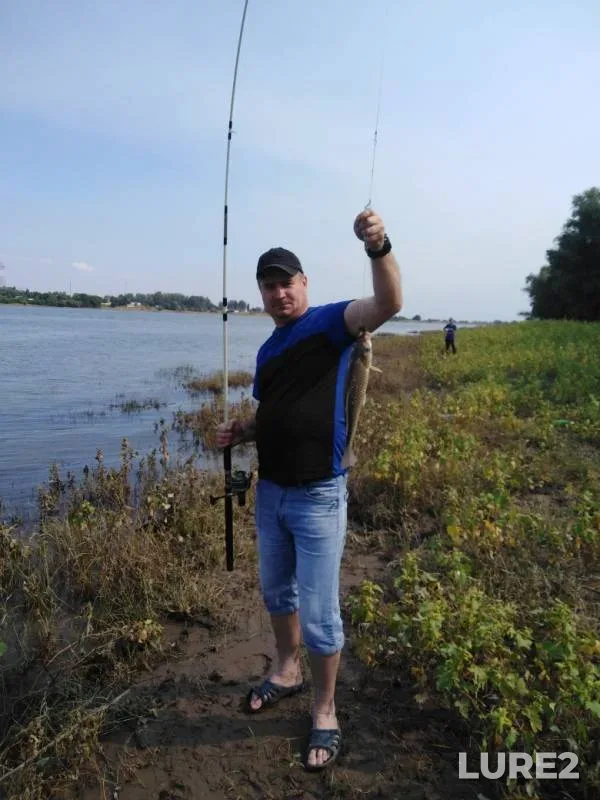 Crucian carp, Zander — Astrakhanskaya oblast, Krasnoyarskiy rayon, Sep 15, 2019