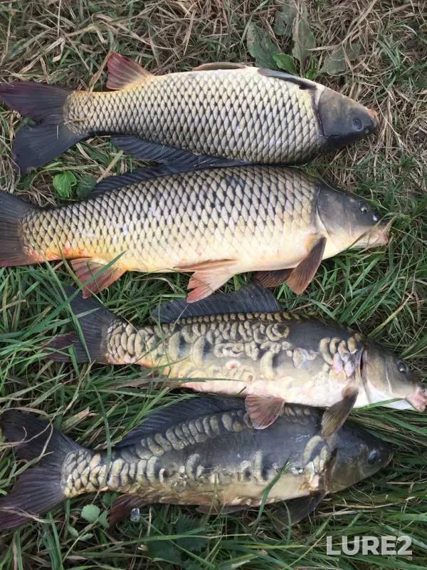 Carp — Pechet, Sep 03, 2018