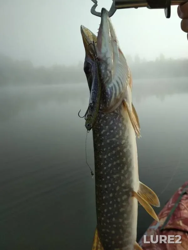Perch, Pike — Tom, May 12, 2019