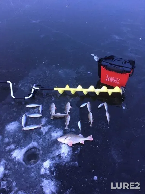 Perch, Roach — Chizhkovskoye, Nov 24, 2019