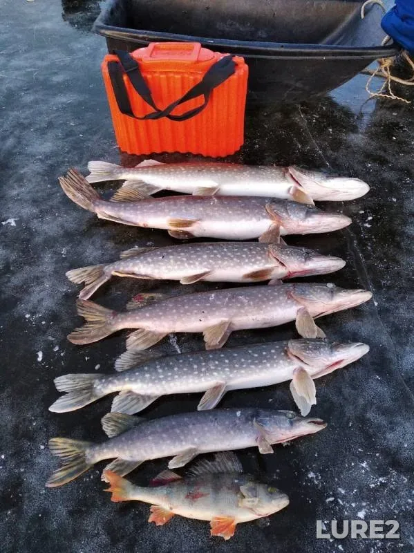 Perch, Pike — Lamna, Nov 24, 2019